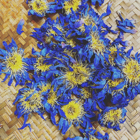 Blue Lotus Flower - Dragon Herbarium