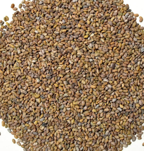 Alfalfa Seed - Dragon Herbarium