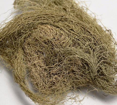 Usnea Lichen - Dragon Herbarium