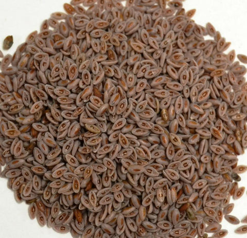 Psyllium Seed * - Dragon Herbarium
