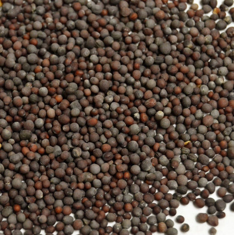 Mustard Seed Whole (Brown)* - Dragon Herbarium
