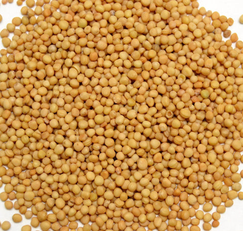 Mustard Seed Whole (Yellow)* - Dragon Herbarium