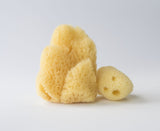 Natural Sponge - Dragon Herbarium