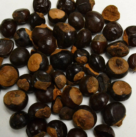 Guarana Seed - Dragon Herbarium