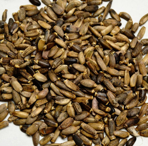 Milk Thistle Seed - Dragon Herbarium