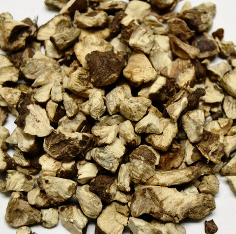 Stone Root* - Dragon Herbarium