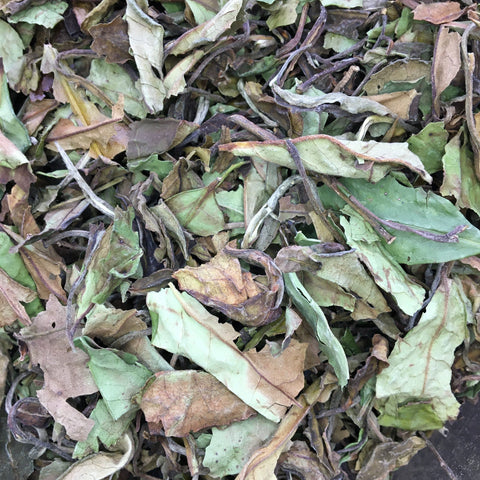 White Peony Tea - Dragon Herbarium