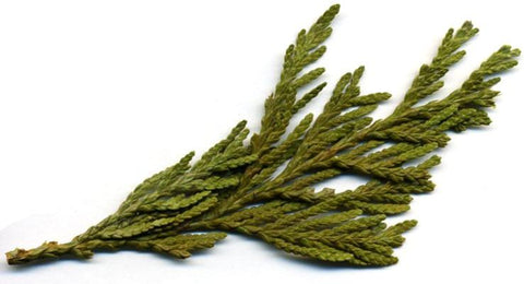 Cedar Leaf - Dragon Herbarium
