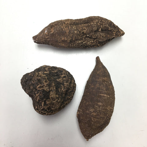 High John The Conquerer Root - Dragon Herbarium
